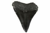 Fossil Great White Shark Tooth - South Carolina #340326-1